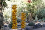 PICTURES/Desert Botanical Gardens - Wild Rising Cracking Art/t_Frog Stack1.JPG